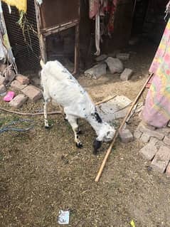 female goat 2dant