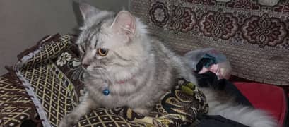 Pure Persian Cat Vaccined