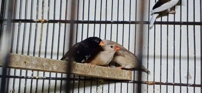 Mutation Zebra Finches Male/Females/Pairs All Available 0