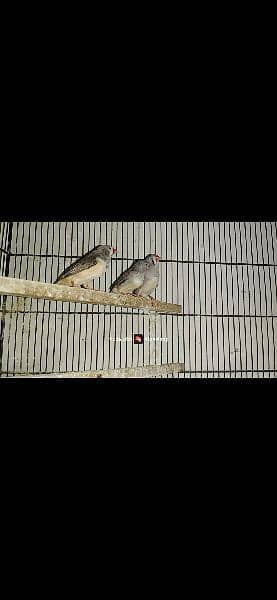 Mutation Zebra Finches Male/Females/Pairs All Available 2