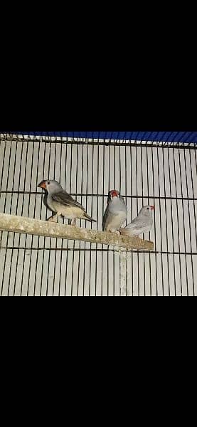 Mutation Zebra Finches Male/Females/Pairs All Available 3