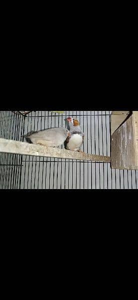 Mutation Zebra Finches Male/Females/Pairs All Available 5