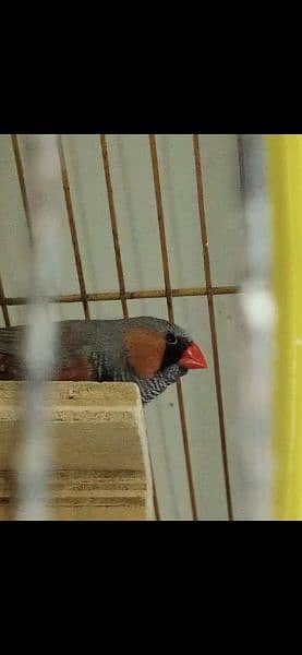 Mutation Zebra Finches Male/Females/Pairs All Available 6