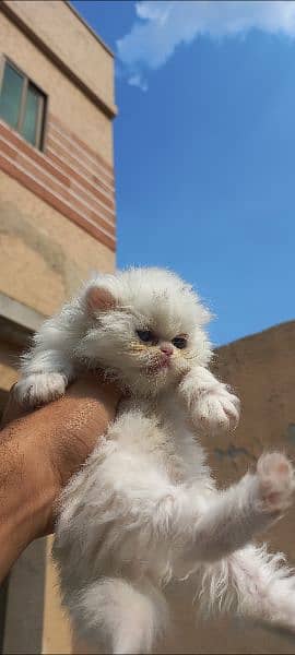 PERSIAN KITTENS NEAR TO PEAKY FACE FOR SALE 1