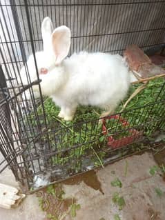 Angoora rabbit baby for sale