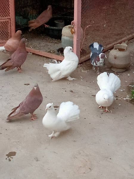 pigeons for sale 6