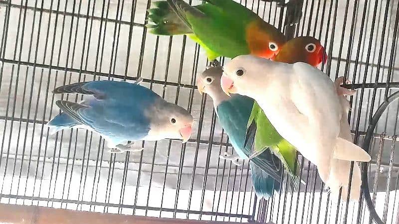 Lovebirds and Doves for sale 1