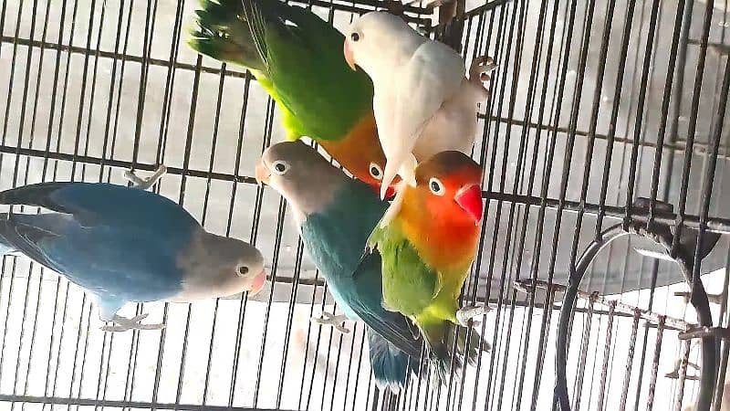 Lovebirds and Doves for sale 3