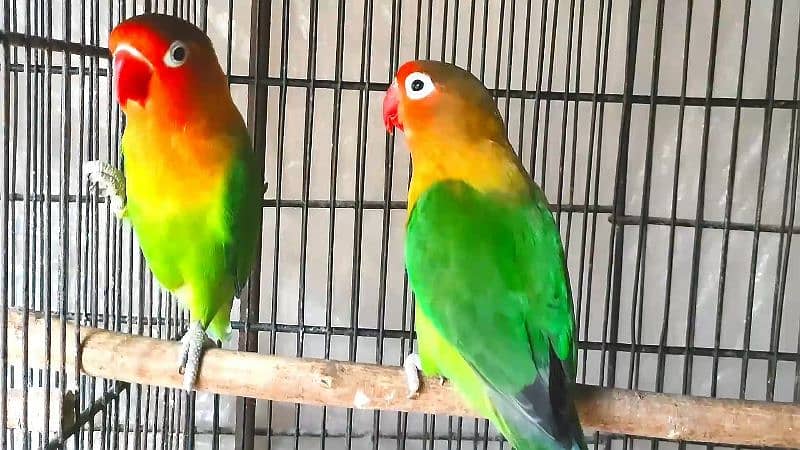 Lovebirds and Doves for sale 4
