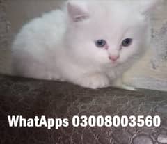 White Pure Persian  male kitten