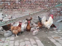 1 murga or 8 murgian for sale eggs also available