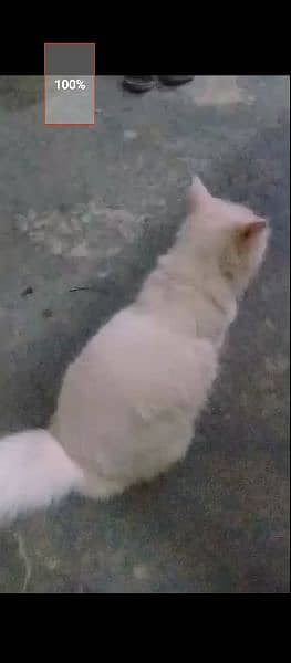 Russian cat cras ha 1 bar bachay dey chuki ha Jes bhai KO Lenie ho rab 3