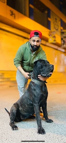 Cane Corso Show Class 1