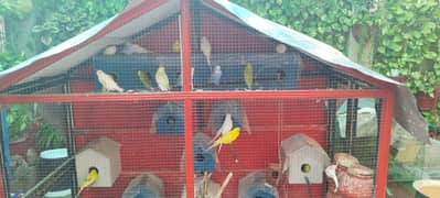 budgies & Cage for sale