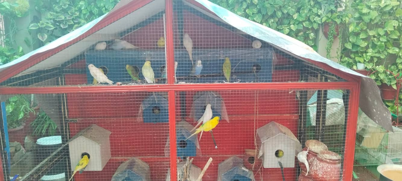 budgies & Cage for sale 0