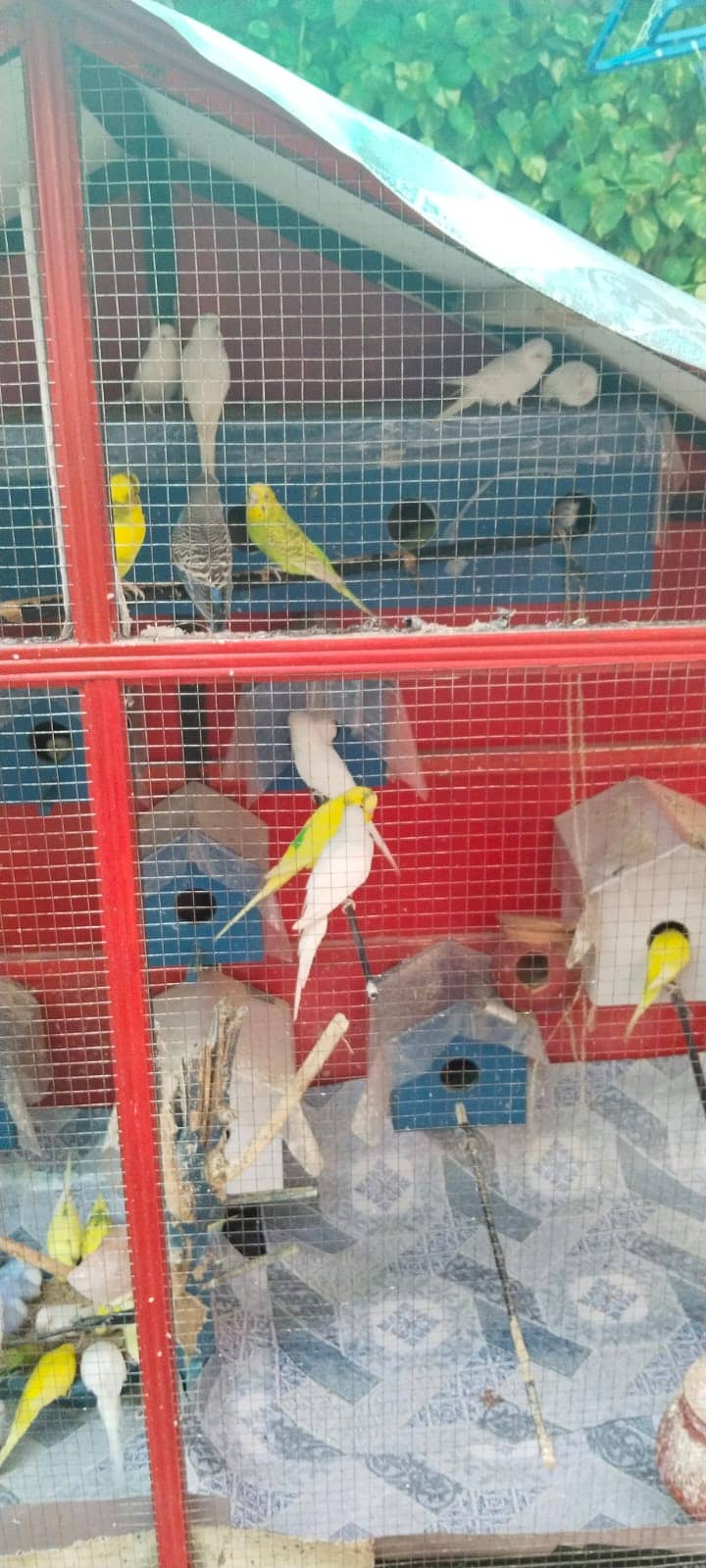 budgies & Cage for sale 1