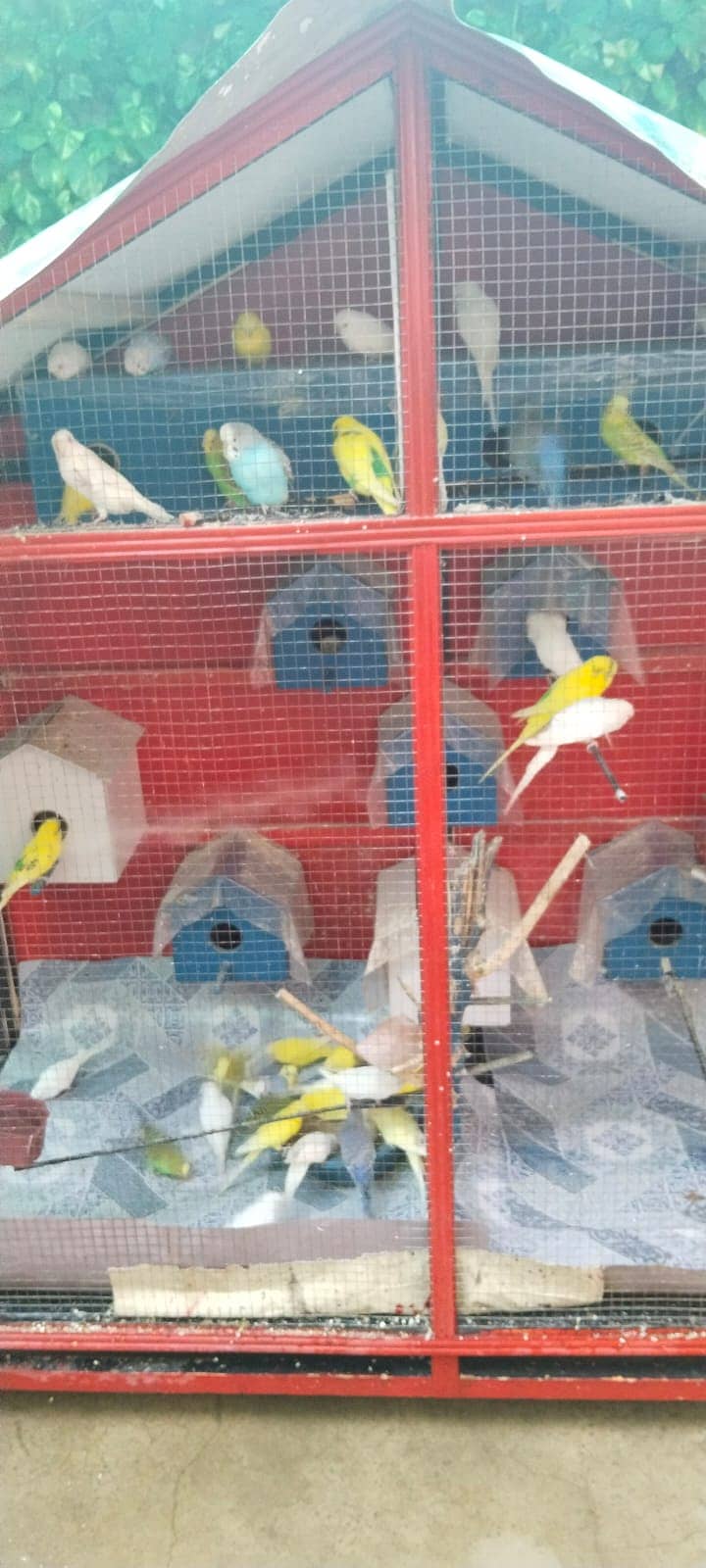 budgies & Cage for sale 2