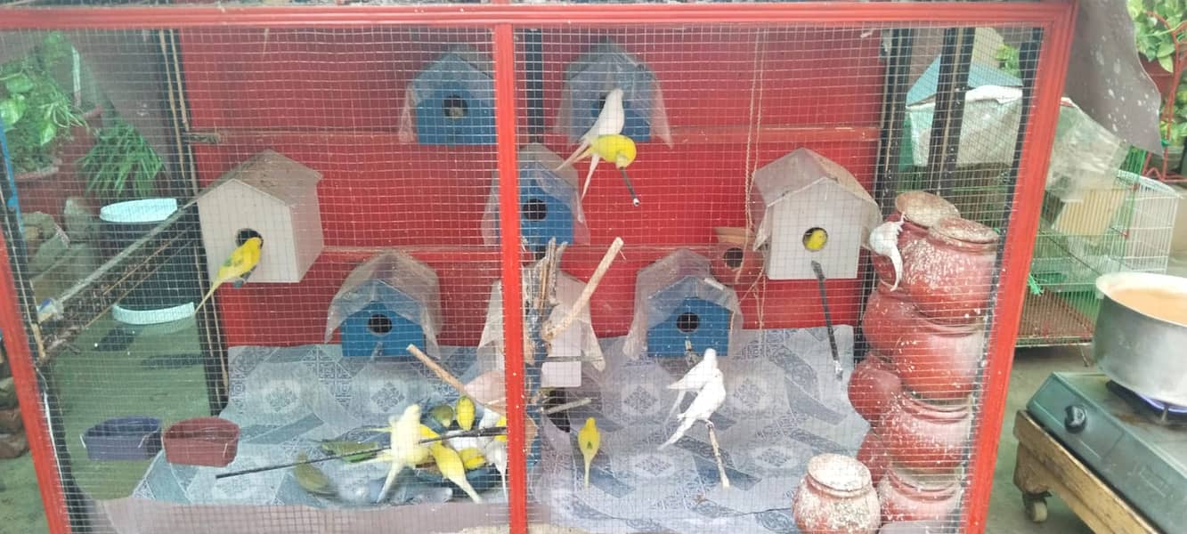 budgies & Cage for sale 3