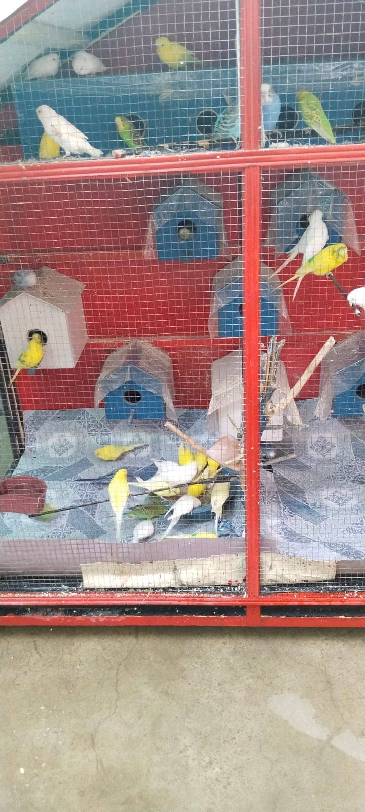 budgies & Cage for sale 4