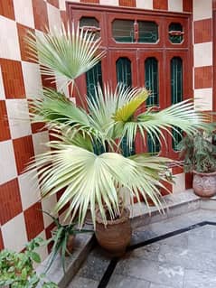 Palm or Aerokeria plants for sell