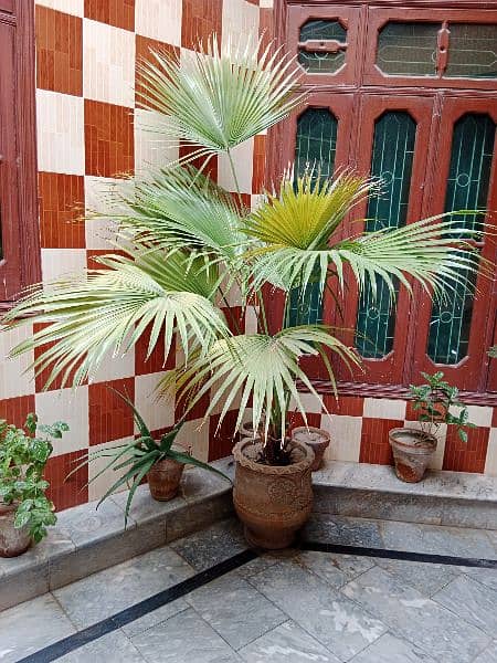 Palm or Aerokeria plants for sell 1