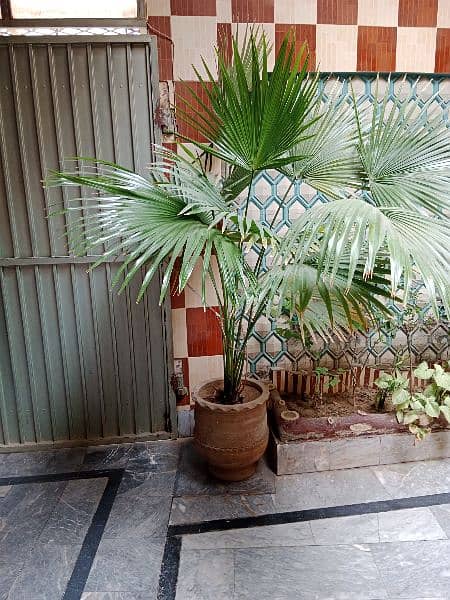 Palm or Aerokeria plants for sell 4