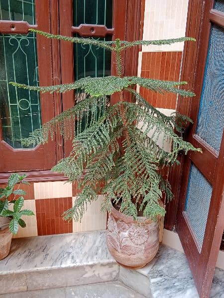 Palm or Aerokeria plants for sell 5