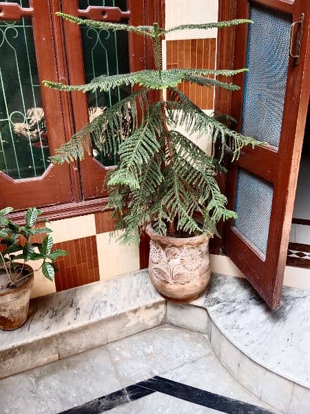 Palm or Aerokeria plants for sell 6