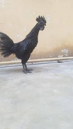 black chicken breeds