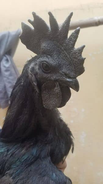 black chicken breeds 2