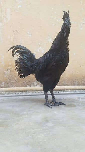 black chicken breeds 4