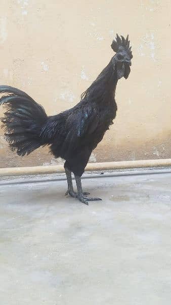 black chicken breeds 5