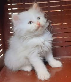 pure persian doll face kittens available only in lahore