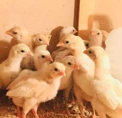 aseel Heera whit chicks for sale  very healthy