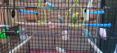 Budgies  - Healthy & Active (Cage NOT for sale)