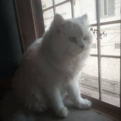 pier white cat