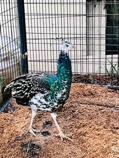 peacock male moor