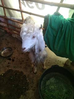 Khanewal goats