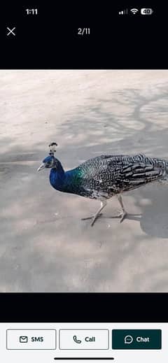 peacock black shoulder male