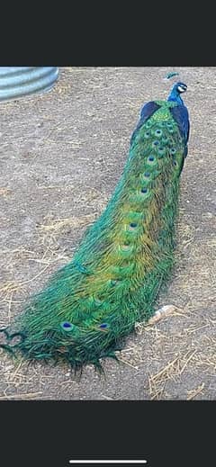 peacock 1 year moor