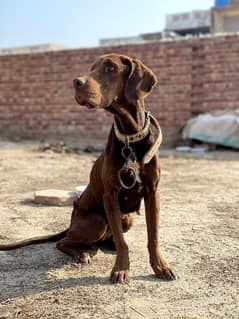 German shorthaired pointer female for sale