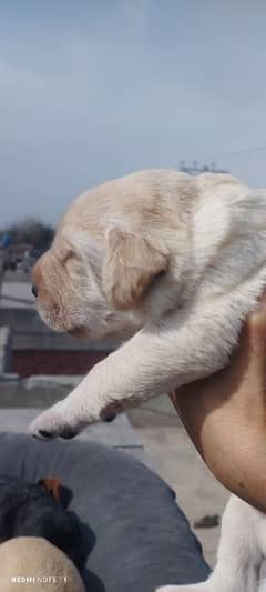 Labrador puppies 22 days old high quality show class bloodline