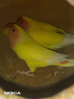 lotino breeder pair for sale 0