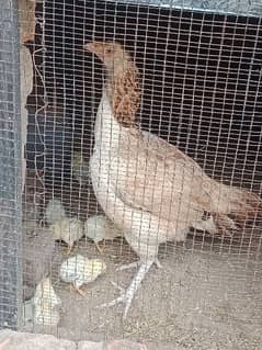 Mianwali chicks home breed fully vaccinated