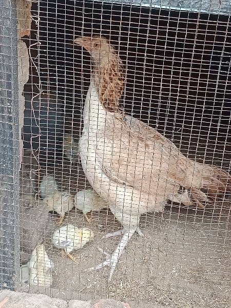 Mianwali chicks home breed fully vaccinated 0