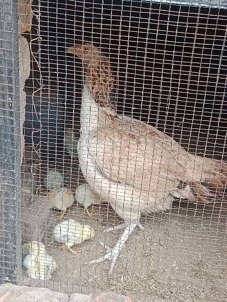 Mianwali chicks home breed fully vaccinated 1