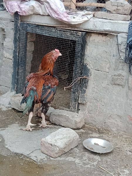 Mianwali chicks home breed fully vaccinated 2