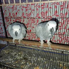 African gray parrot / Grey parrot  pair for sale