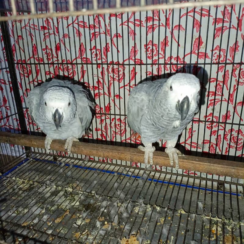 African gray parrot / Grey parrot  pair for sale 0