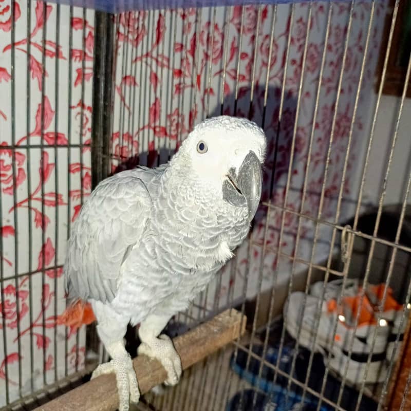 African gray parrot / Grey parrot  pair for sale 2